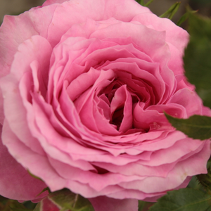 Онлайн магазин за рози - Розов - парк – храст роза - дискретен аромат - Pоза Абруд - Мáрк Гергелй - -